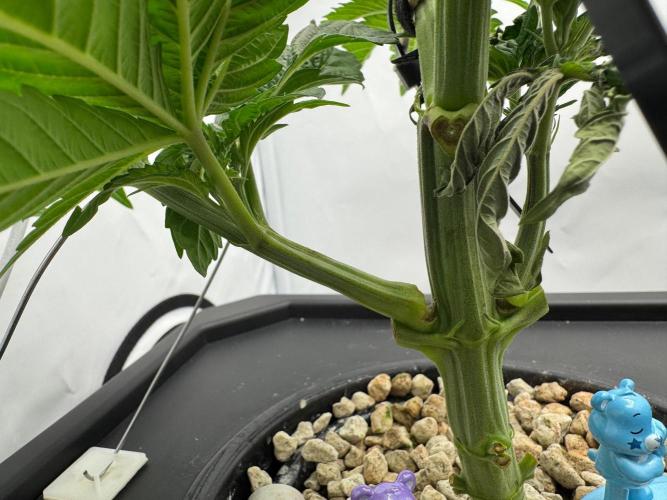 Super Boof DWC | 1-Handed not-Lazy Grow. Week 4