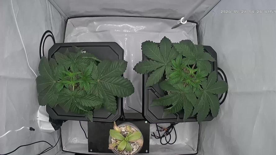 Super Boof DWC | 1-Handed not-Lazy Grow