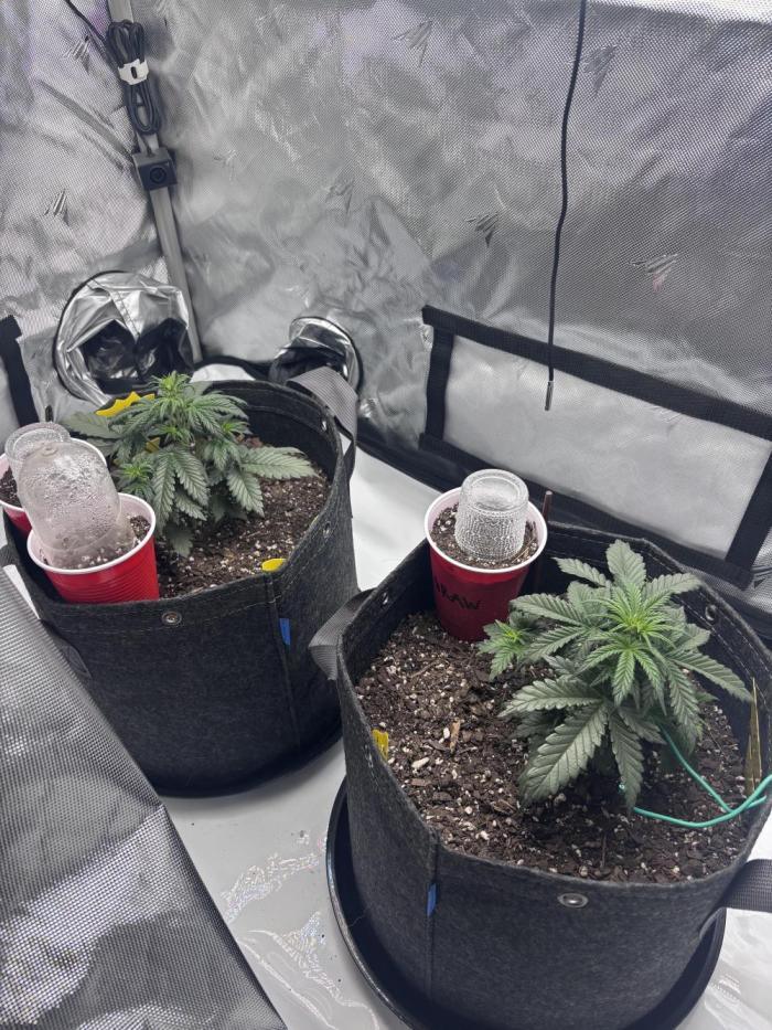 DONK3Y CH33SE. Week 2