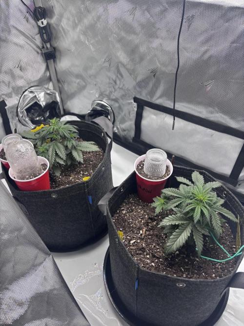 Gorilla Z Auto. Week 2