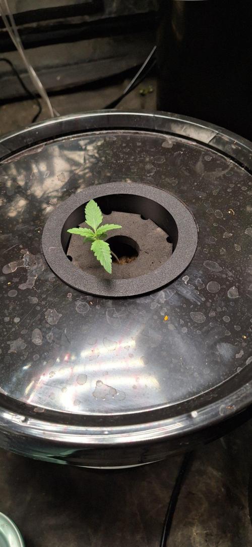 Critical xxl Bsf. Week 1