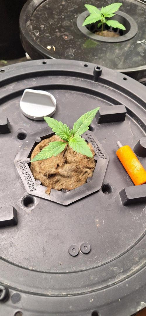 Critical xxl Bsf. Week 1