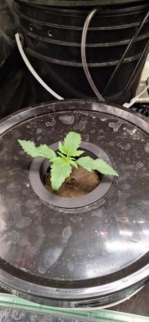 Critical xxl Bsf. Week 1