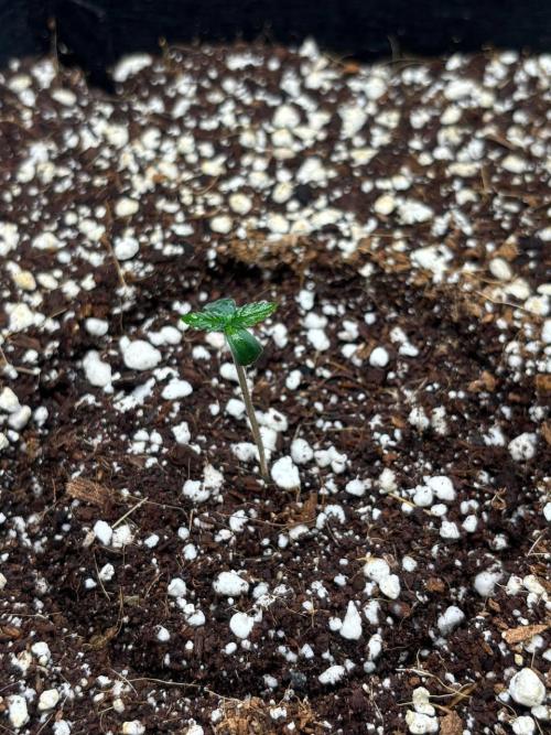 Auto ultimate (dutch passion). Week 0