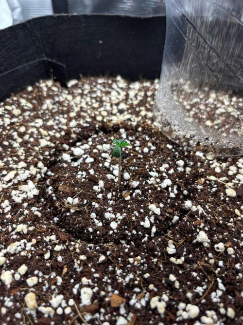Auto ultimate (dutch passion). Week 0