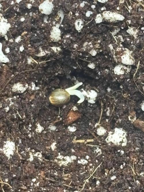 Auto ultimate (dutch passion). Week 0 - Three days later, the seed finally sprouted — and just look at this... why are t