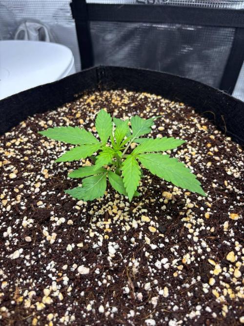 Auto ultimate (dutch passion). Week 2