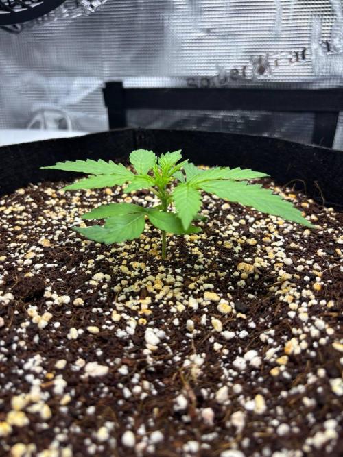Auto ultimate (dutch passion). Week 2