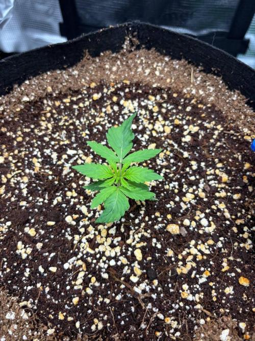 Auto ultimate (dutch passion). Week 2