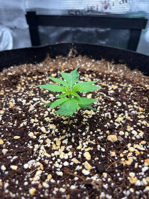 Auto ultimate (dutch passion). Week 2
