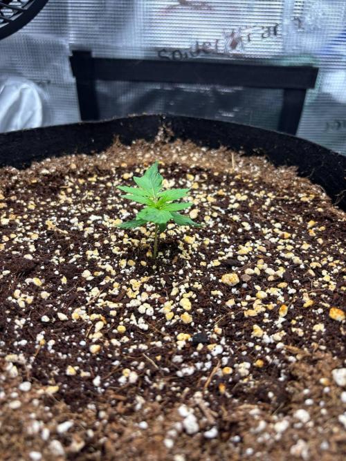 Auto ultimate (dutch passion). Week 2