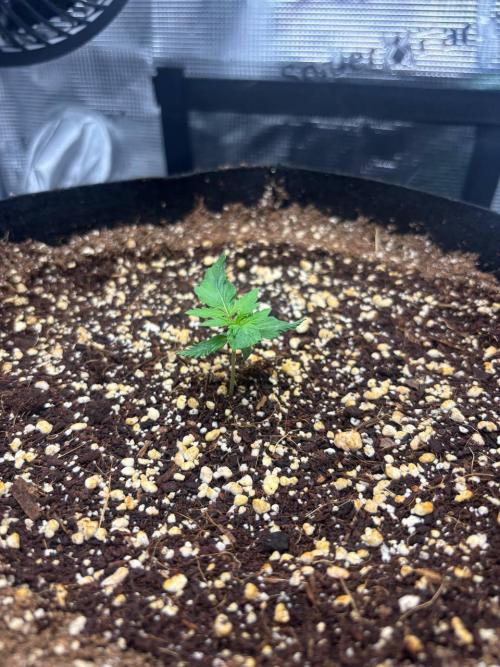 Auto ultimate (dutch passion). Week 2