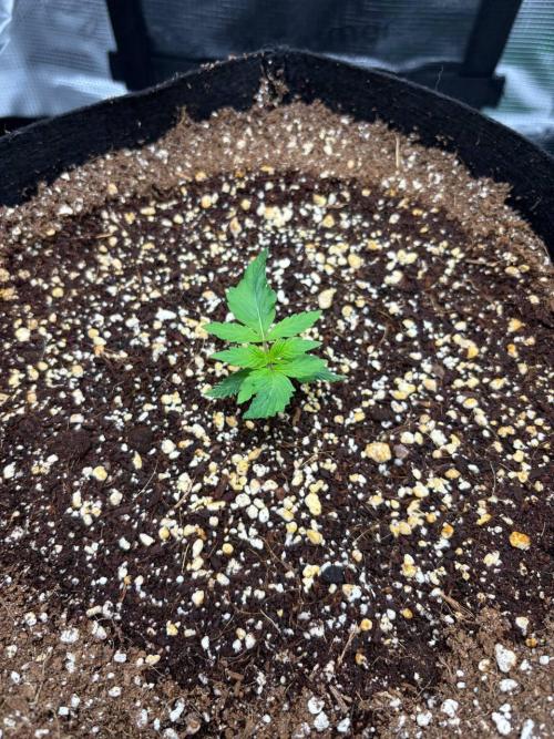 Auto ultimate (dutch passion). Week 2