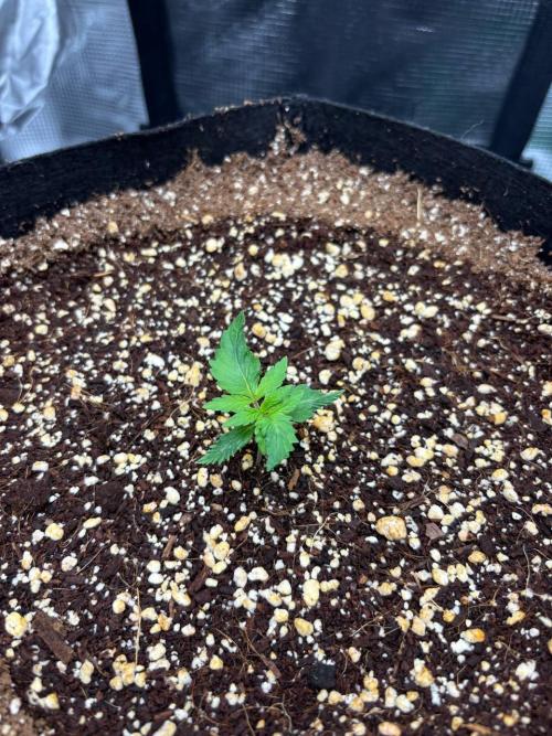 Auto ultimate (dutch passion). Week 2