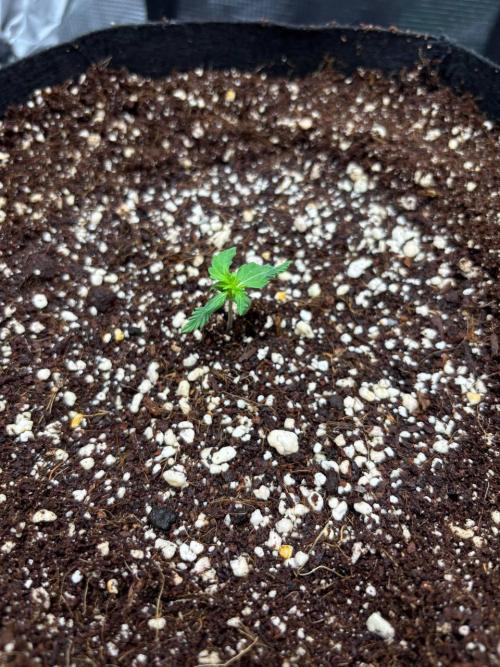 Auto ultimate (dutch passion). Week 1