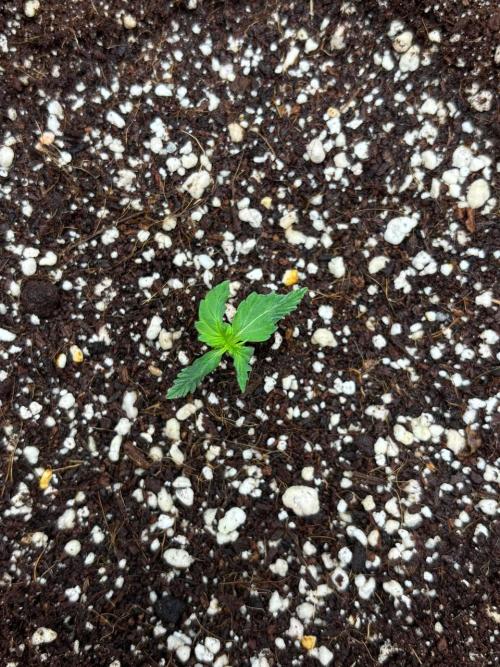 Auto ultimate (dutch passion). Week 1