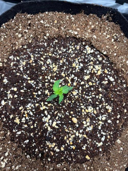 Auto ultimate (dutch passion). Week 1