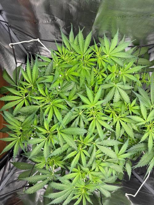 Auto ultimate (dutch passion). Week 7