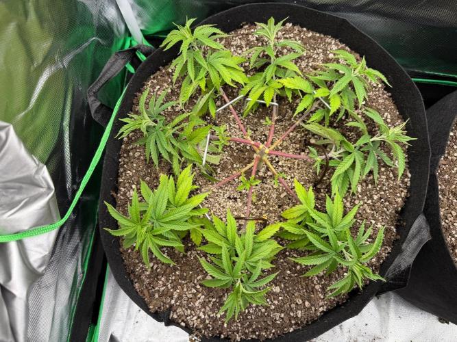 Mixed Nutz & Blueberry. Week 6 - Mixed Nutz
