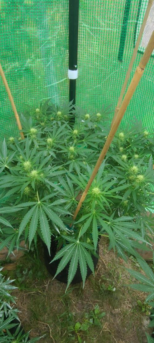 My first seed to harvest. Week 3 - Grimm glue