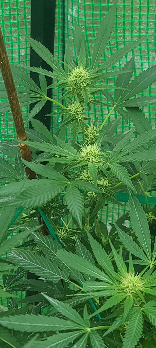 My first seed to harvest. Week 3 - ocifer