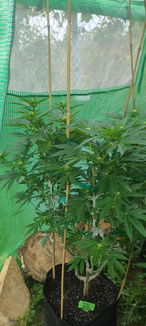 My first seed to harvest. Week 3 - ocifer