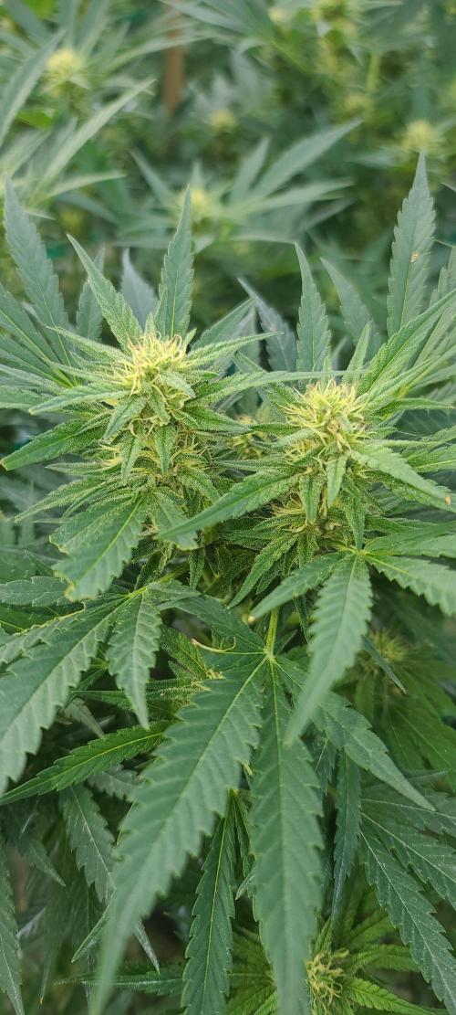 My first seed to harvest. Week 4 - Grimm glue