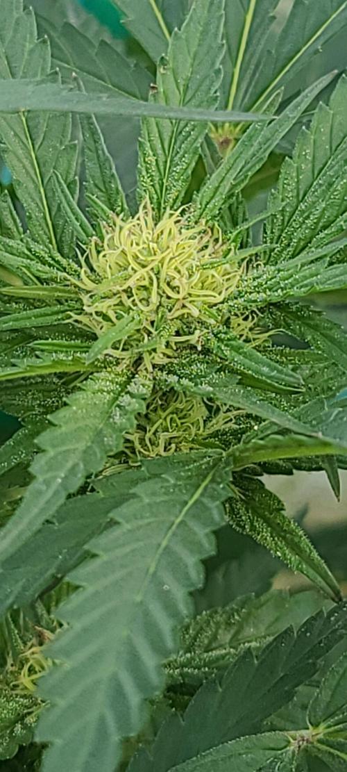 My first seed to harvest. Week 4 - ocifer