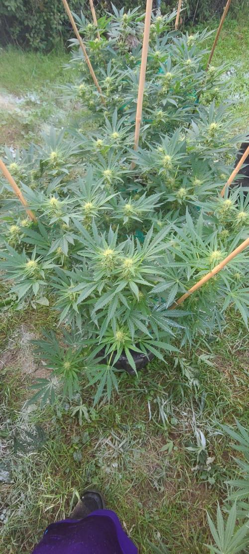 My first seed to harvest. Week 4 - Grimm glue