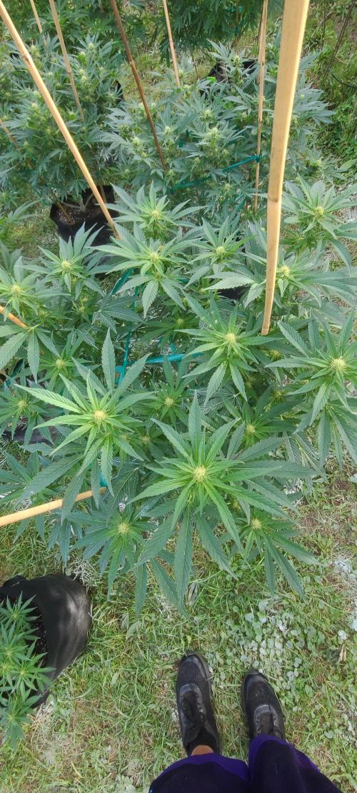 My first seed to harvest. Week 4 - ocifer