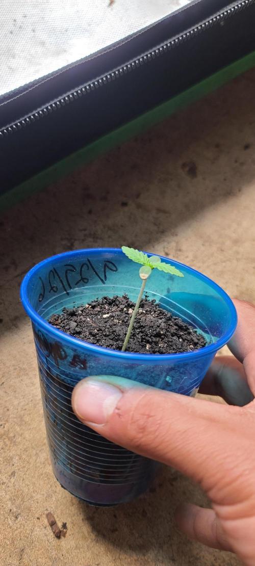Cannabiz blue dream 💙. Week 1