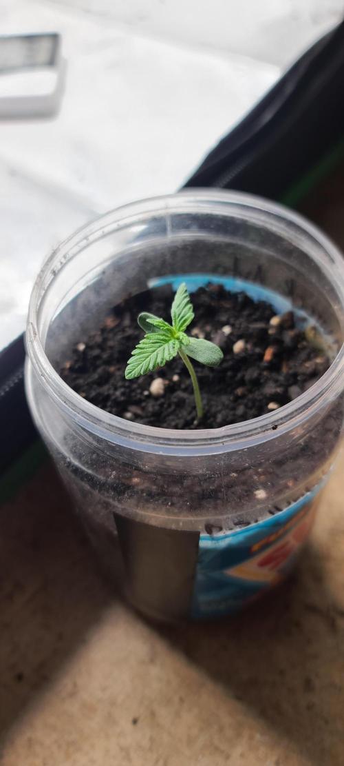 BS trainwreck auto peanut butter jar gro. Week 1