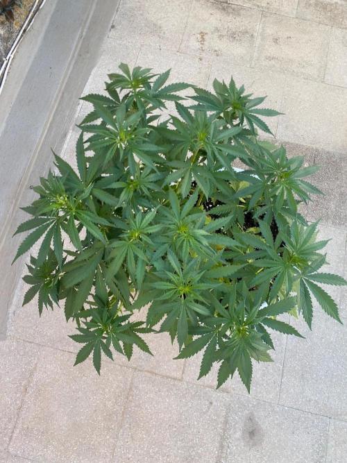Gorilla Cookies FF. Week 7