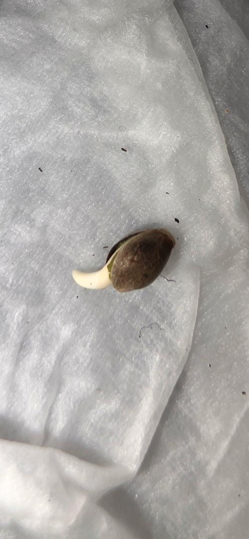 Gelato (Nirvana seeds). Week 0