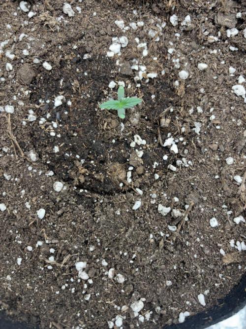 Chase the Best #1: Wedding Cake Auto. Week 0 - Day 5