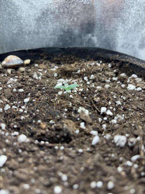 Chase the Best #1: Wedding Cake Auto. Week 0 - Day 5