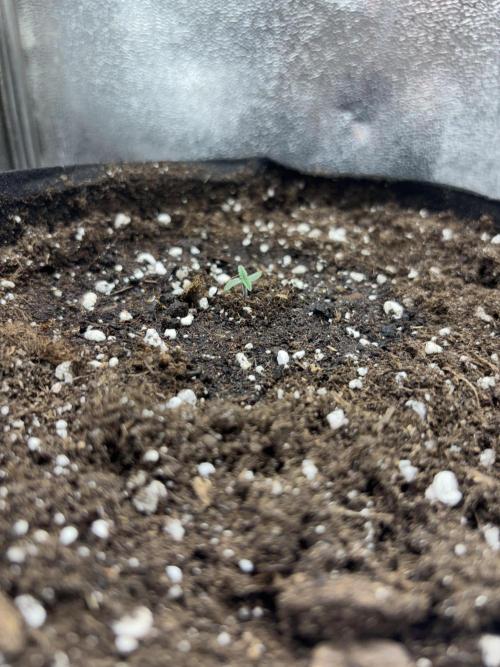 Chase the Best #1: Wedding Cake Auto. Week 0 - Day 4