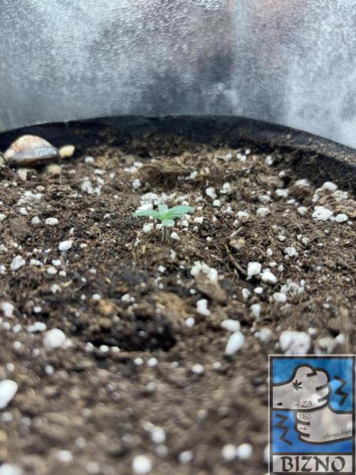 Light-Mix. Week 0