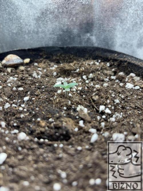 Chase the Best #1: Wedding Cake Auto. Week 0 - Day 5