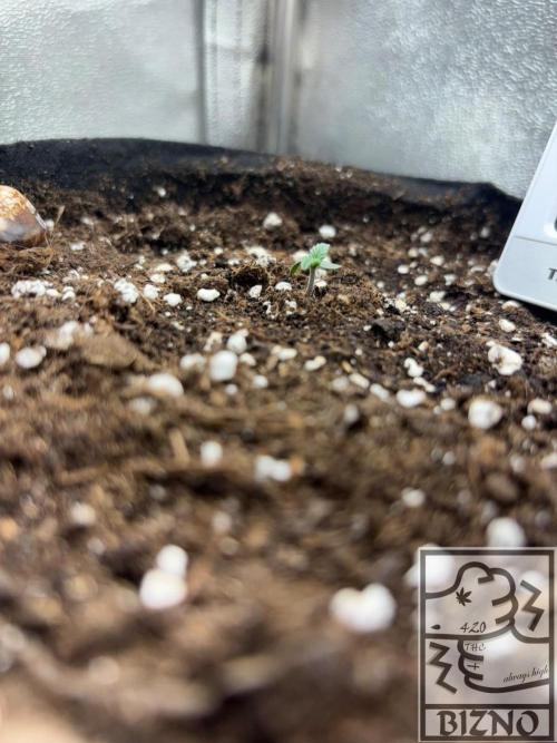Chase the Best #1: Wedding Cake Auto. Week 0 - Day 4