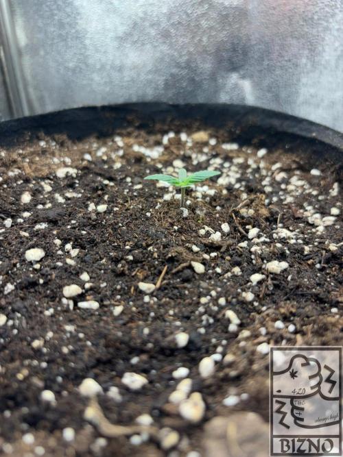 Chase the Best #1: Wedding Cake Auto. Week 0 - Day 6
