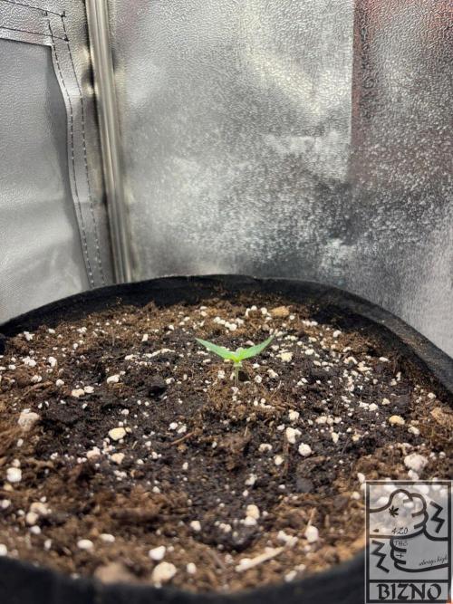 Chase the Best #1: Wedding Cake Auto. Week 0 - Day 7