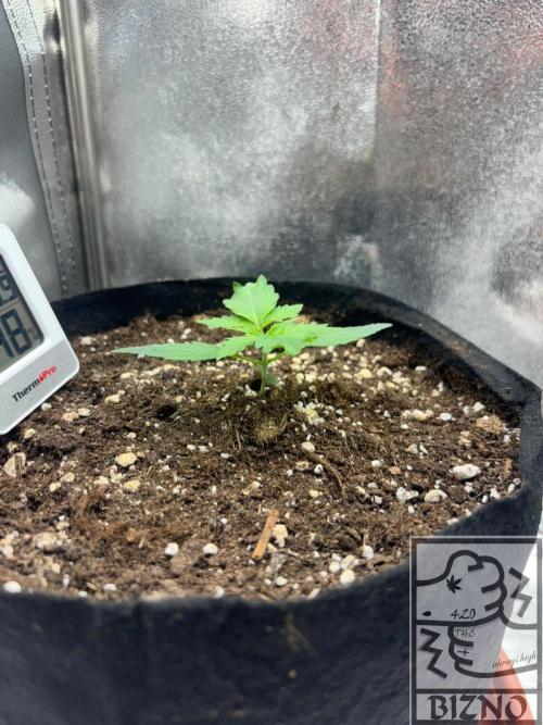 Chase the Best #1: Wedding Cake Auto. Week 1 - Day 11