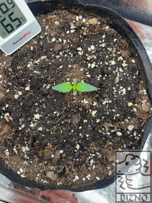 Chase the Best #1: Wedding Cake Auto. Week 1 - Day 9