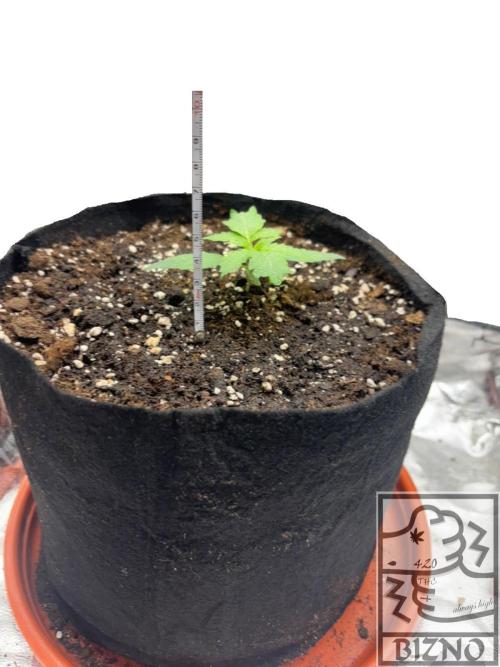 Chase the Best #1: Wedding Cake Auto. Week 1 - Day 13