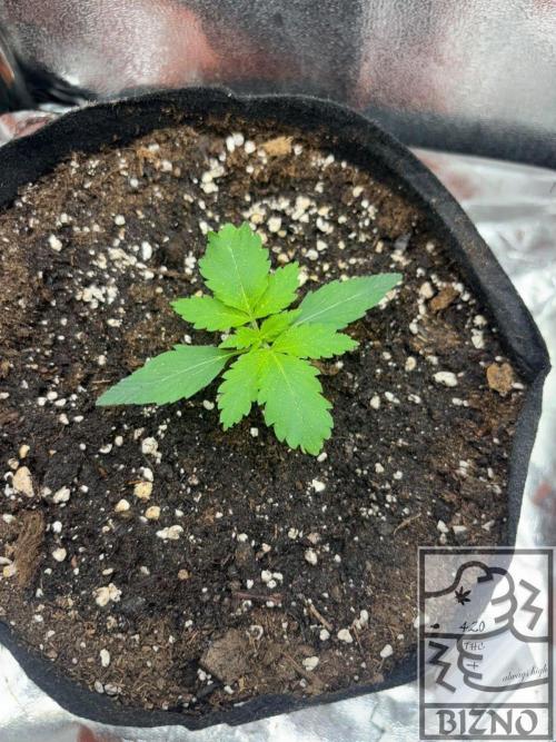 Chase the Best #1: Wedding Cake Auto. Week 1 - Day 11