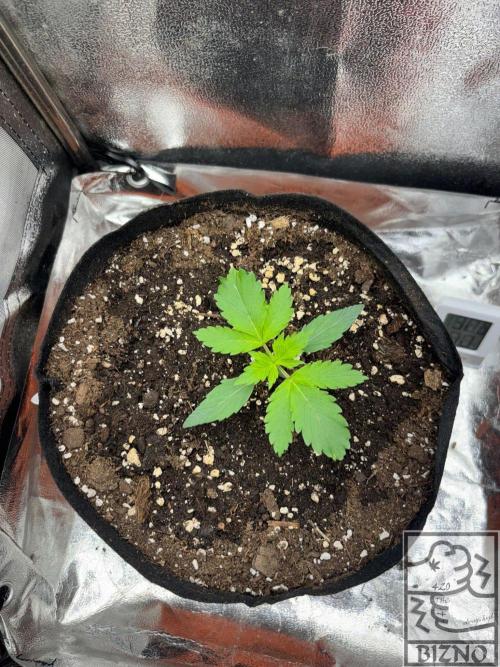 Chase the Best #1: Wedding Cake Auto. Week 1 - Day 14
