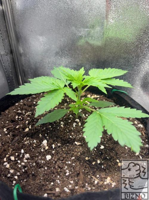 Chase the Best #1: Wedding Cake Auto. Week 2 - Day 19