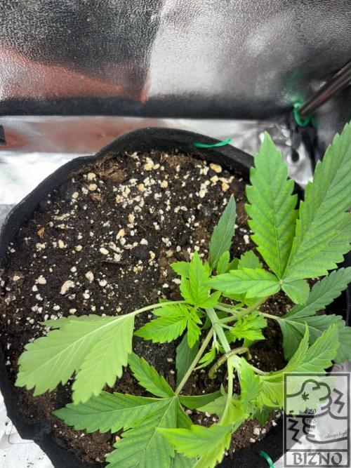 Chase the Best #1: Wedding Cake Auto. Week 2 - Day 21