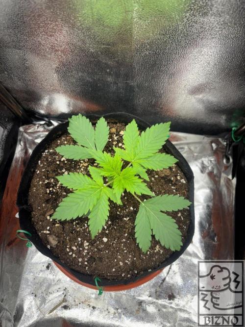 Chase the Best #1: Wedding Cake Auto. Week 2 - Day 19